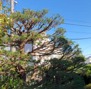 今年も皆様ありがとうございました。