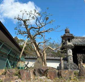 今回のご依頼は・・・乾坤院の門前の剪定です。