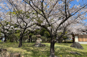 桜が満開で心までウキウキです!(^^)!