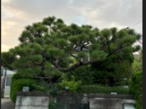 今回のご依頼は毎年剪定の黒松です。