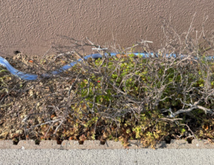 今回のご依頼はサツキの植替えです。