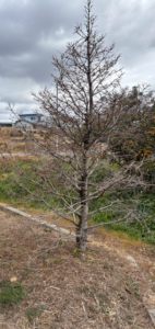 今回のご依頼は…枯れたドイツトウヒの伐採＆植栽です。